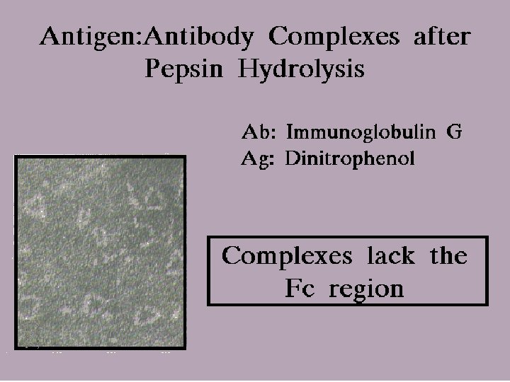 Ag-Ab complexes after Pepsin 9/16/2020 20 