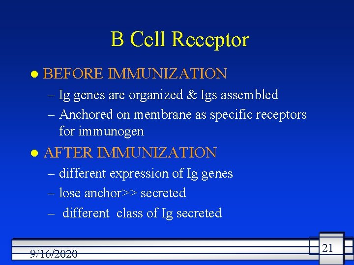 B Cell Receptor l BEFORE IMMUNIZATION – Ig genes are organized & Igs assembled