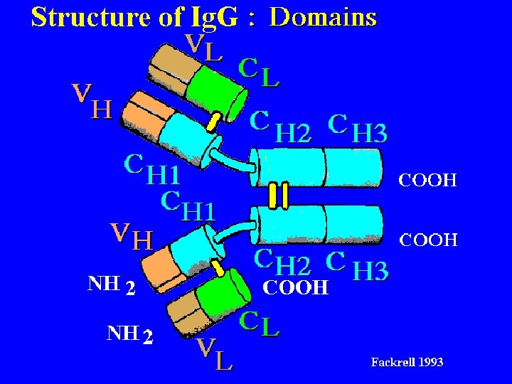 Ig. G: Domains 9/16/2020 29 