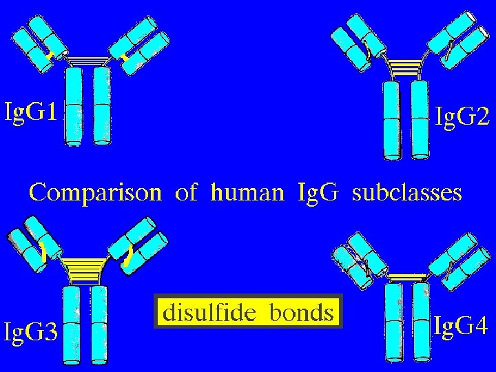 Ig. G subclasses 9/16/2020 30 