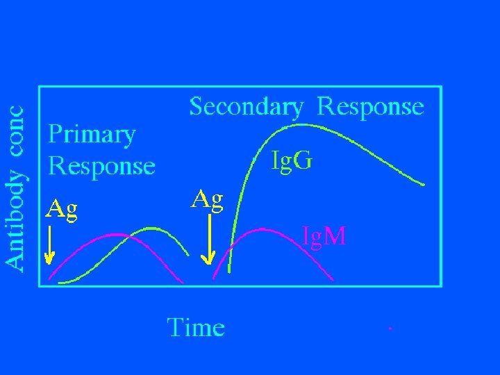 Primary vs Secondary Response 9/16/2020 33 