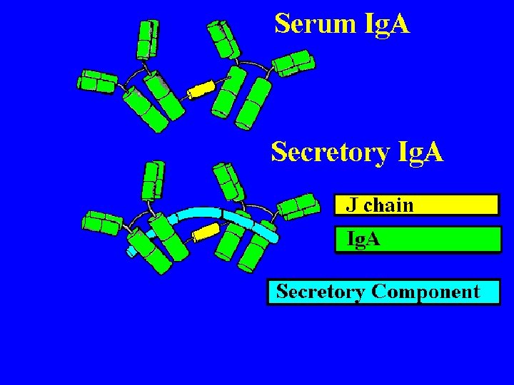 Structure of Ig. A 9/16/2020 39 