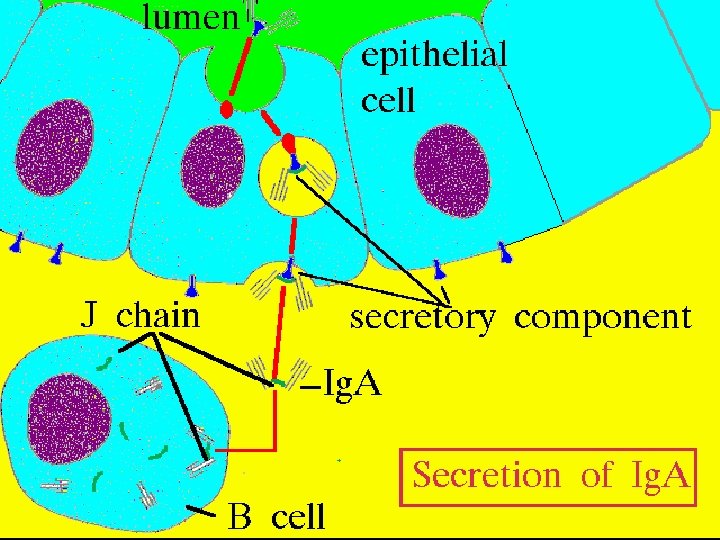 Secretion of Ig. A 9/16/2020 42 