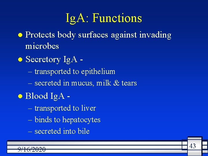 Ig. A: Functions Protects body surfaces against invading microbes l Secretory Ig. A l