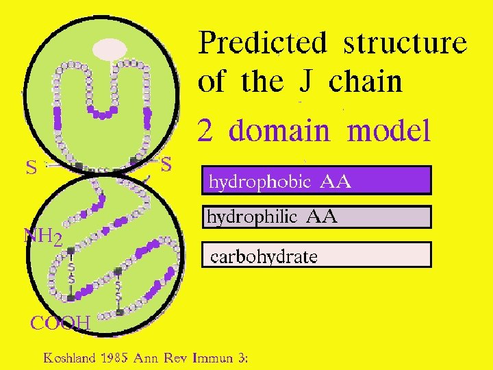 J chain structure 9/16/2020 45 