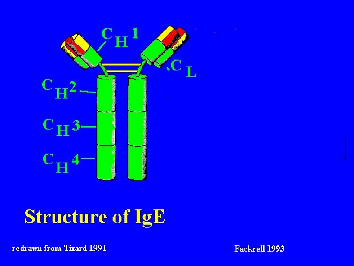 Structure of Ig. E 9/16/2020 49 