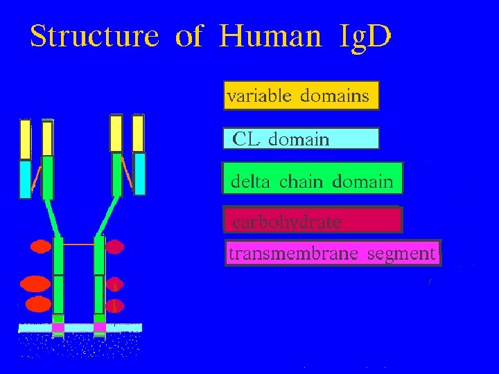Ig. D Structure 9/16/2020 53 