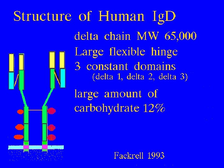 Substructure of Ig. D 9/16/2020 55 