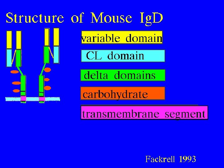 Mouse Ig. D 9/16/2020 56 
