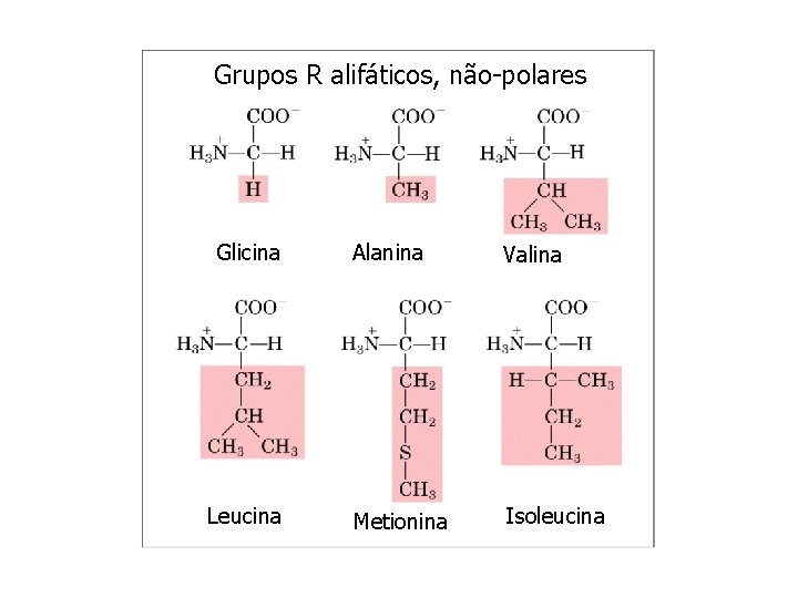 Grupos R alifáticos, não-polares Glicina Leucina Alanina Valina Metionina Isoleucina 