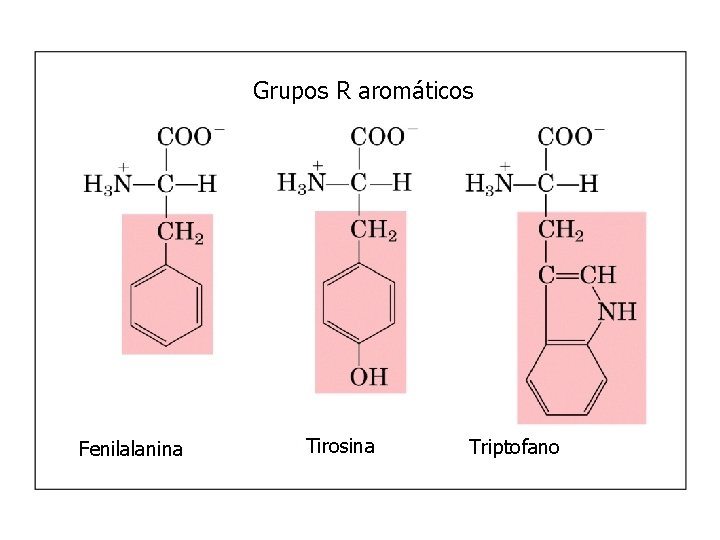 Grupos R aromáticos Fenilalanina Tirosina Triptofano 