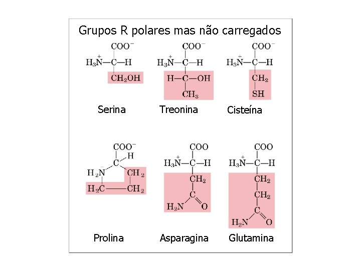 Grupos R polares mas não carregados Serina Prolina Treonina Cisteína Asparagina Glutamina 