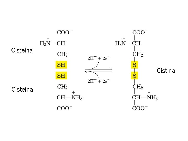 Cisteína Cistina Cisteína 