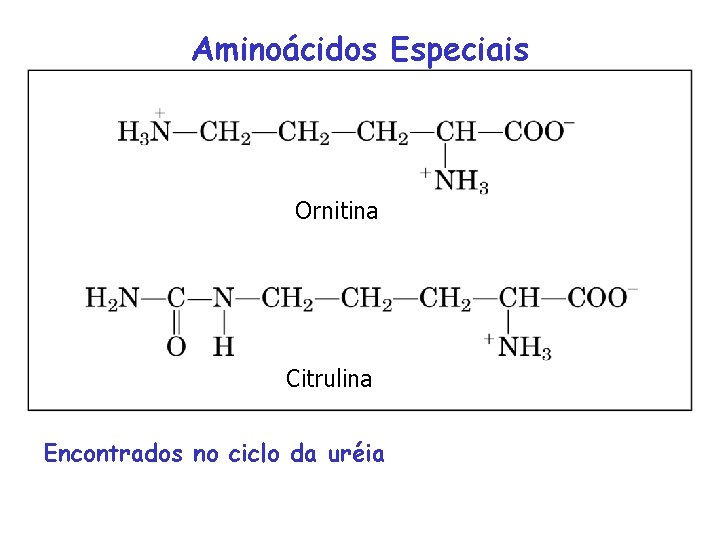 Aminoácidos Especiais Ornitina Citrulina Encontrados no ciclo da uréia 