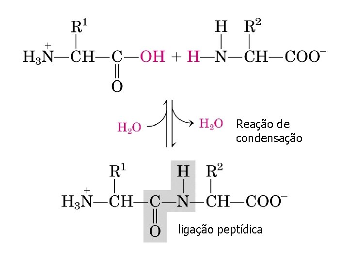 Reação de condensação ligação peptídica 