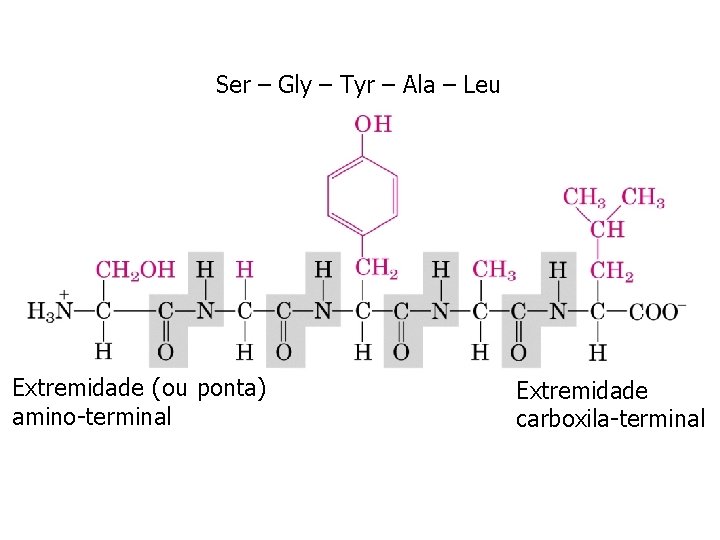 Ser – Gly – Tyr – Ala – Leu Extremidade (ou ponta) amino-terminal Extremidade