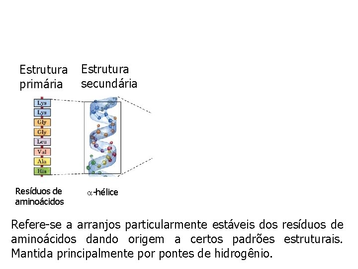 Estrutura primária Resíduos de aminoácidos Estrutura secundária -hélice Refere-se a arranjos particularmente estáveis dos