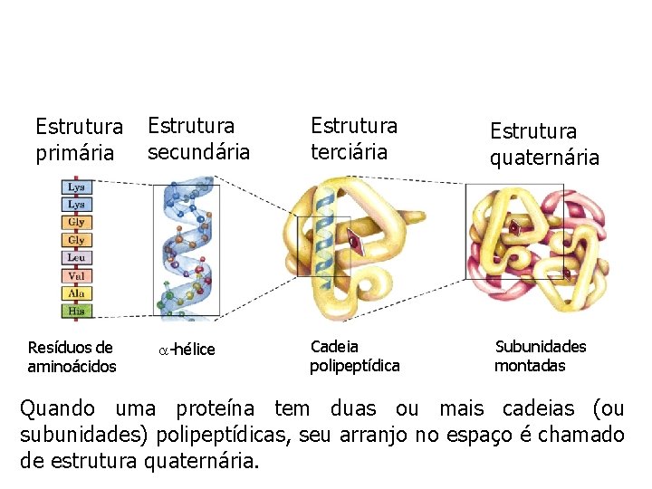 Estrutura primária Resíduos de aminoácidos Estrutura secundária -hélice Estrutura terciária Estrutura quaternária Cadeia polipeptídica