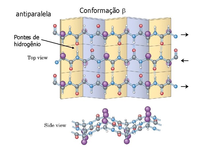 antiparalela Pontes de hidrogênio Conformação 