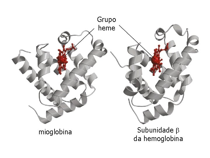 Grupo heme mioglobina Subunidade da hemoglobina 