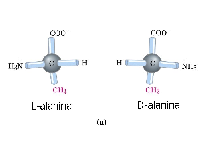 L-alanina D-alanina 