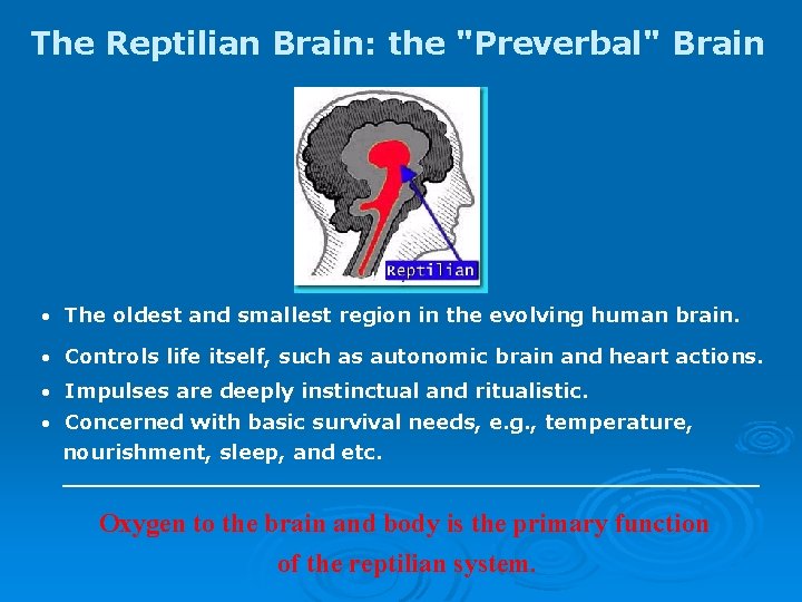 The Reptilian Brain: the "Preverbal" Brain The oldest and smallest region in the evolving