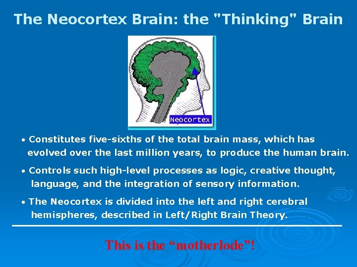 The Neocortex Brain: the "Thinking" Brain Constitutes five-sixths of the total brain mass, which