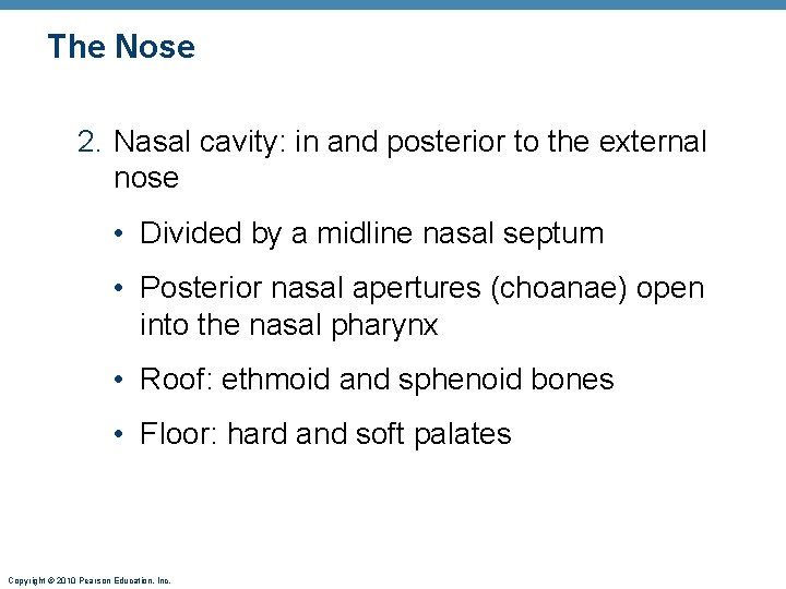 The Nose 2. Nasal cavity: in and posterior to the external nose • Divided