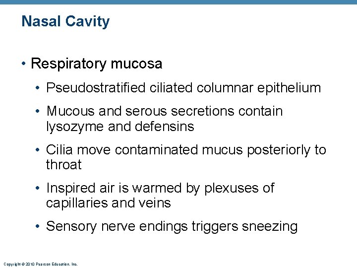 Nasal Cavity • Respiratory mucosa • Pseudostratified ciliated columnar epithelium • Mucous and serous