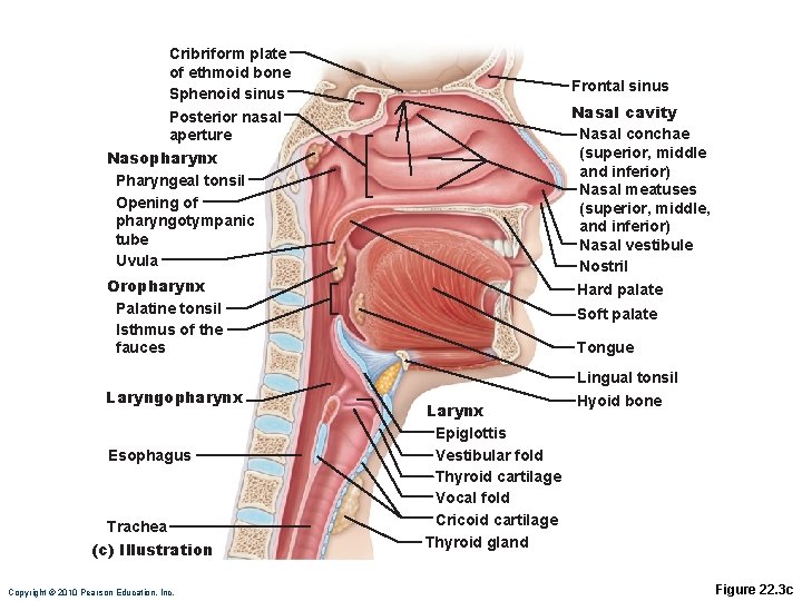 Cribriform plate of ethmoid bone Sphenoid sinus Posterior nasal aperture Nasopharynx Pharyngeal tonsil Opening