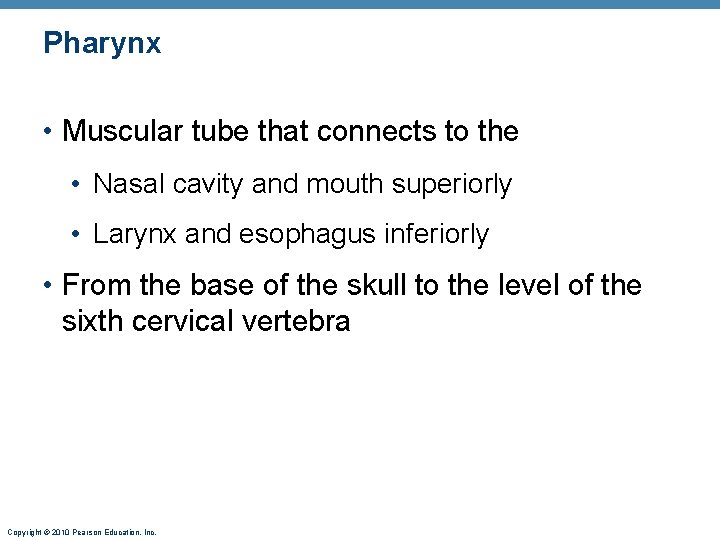 Pharynx • Muscular tube that connects to the • Nasal cavity and mouth superiorly Pharynx • Muscular tube that connects to the • Nasal cavity and mouth superiorly