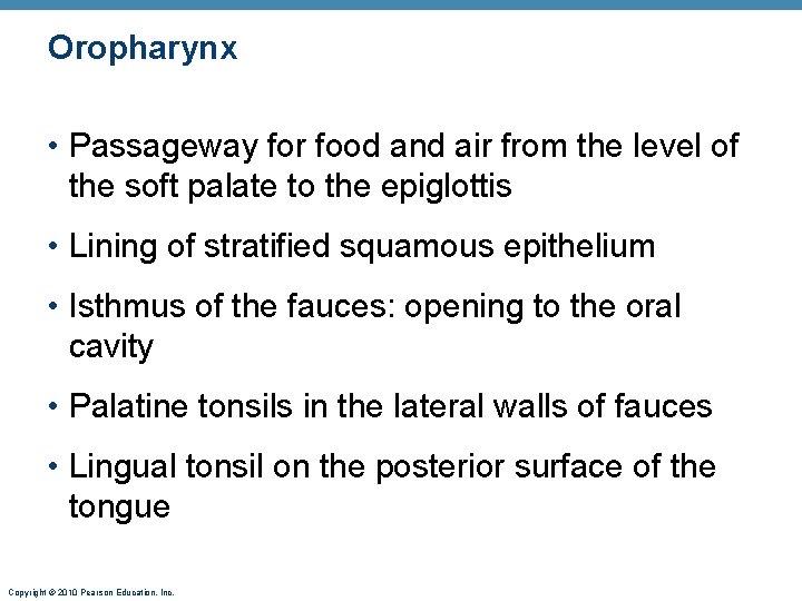 Oropharynx • Passageway for food and air from the level of the soft palate