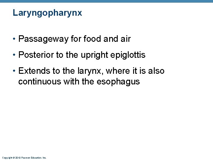 Laryngopharynx • Passageway for food and air • Posterior to the upright epiglottis •