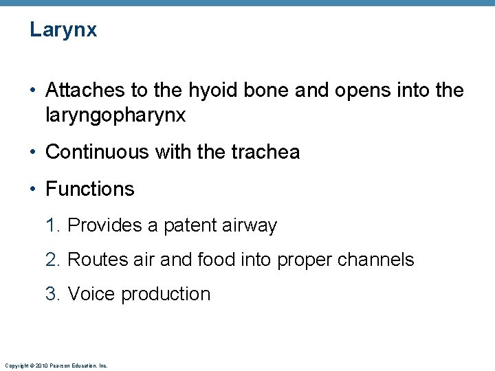Larynx • Attaches to the hyoid bone and opens into the laryngopharynx • Continuous Larynx • Attaches to the hyoid bone and opens into the laryngopharynx • Continuous