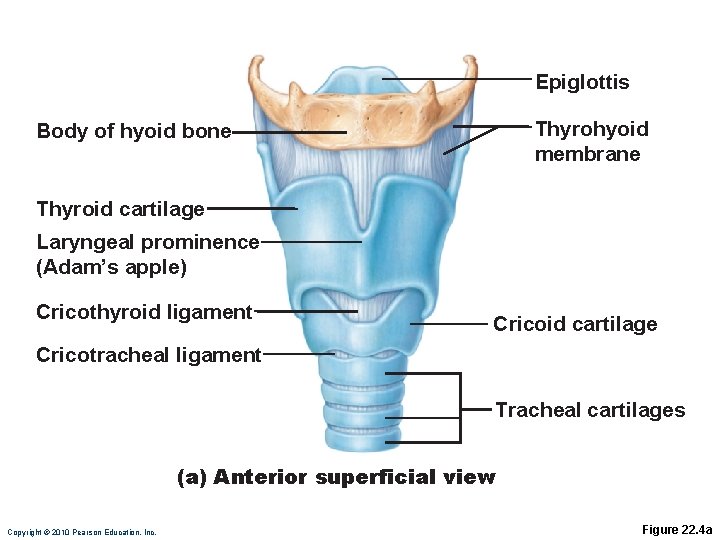 Epiglottis Thyrohyoid membrane Body of hyoid bone Thyroid cartilage Laryngeal prominence (Adam’s apple) Cricothyroid