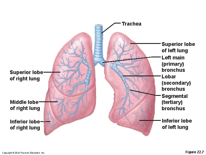 Trachea Middle lobe of right lung Superior lobe of left lung Left main (primary)