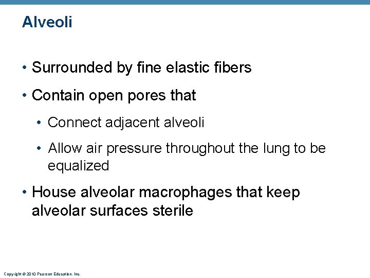 Alveoli • Surrounded by fine elastic fibers • Contain open pores that • Connect Alveoli • Surrounded by fine elastic fibers • Contain open pores that • Connect
