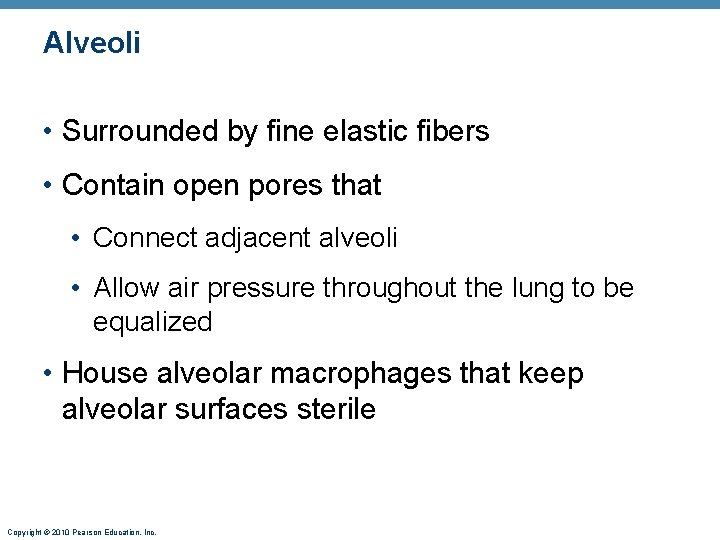 Alveoli • Surrounded by fine elastic fibers • Contain open pores that • Connect