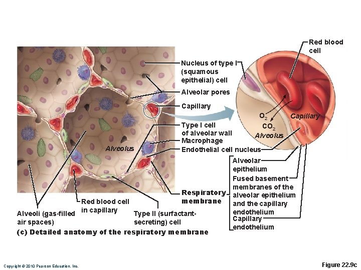 Red blood cell Nucleus of type I (squamous epithelial) cell Alveolar pores Capillary O Red blood cell Nucleus of type I (squamous epithelial) cell Alveolar pores Capillary O