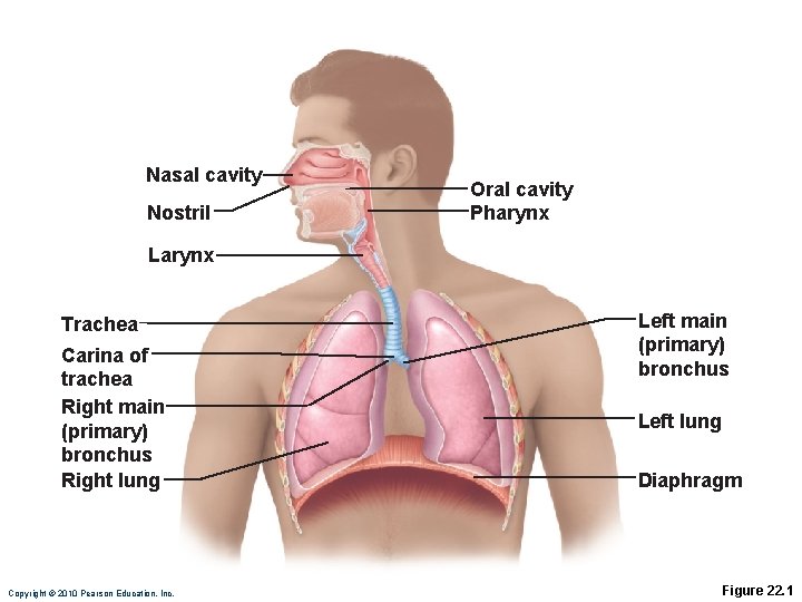 Nasal cavity Nostril Oral cavity Pharynx Larynx Trachea Carina of trachea Right main (primary)