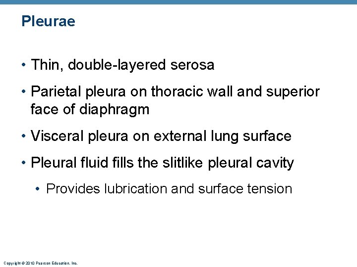 Pleurae • Thin, double-layered serosa • Parietal pleura on thoracic wall and superior face Pleurae • Thin, double-layered serosa • Parietal pleura on thoracic wall and superior face