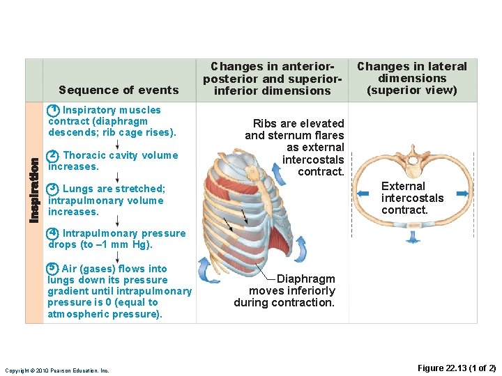 Sequence of events Changes in anteriorposterior and superiorinferior dimensions Changes in lateral dimensions (superior