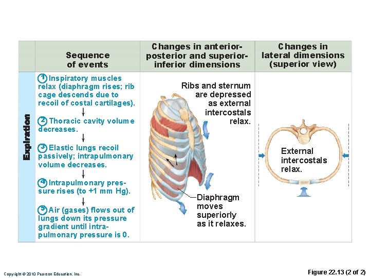 Sequence of events 1 Inspiratory muscles relax (diaphragm rises; rib cage descends due to