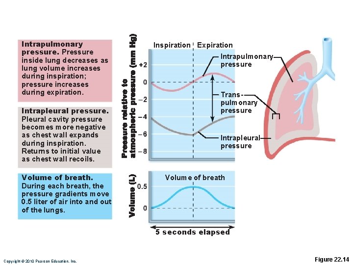 Intrapulmonary pressure. Pressure inside lung decreases as lung volume increases during inspiration; pressure increases