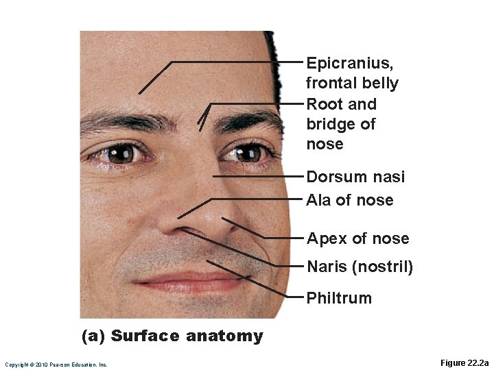 Epicranius, frontal belly Root and bridge of nose Dorsum nasi Ala of nose Apex