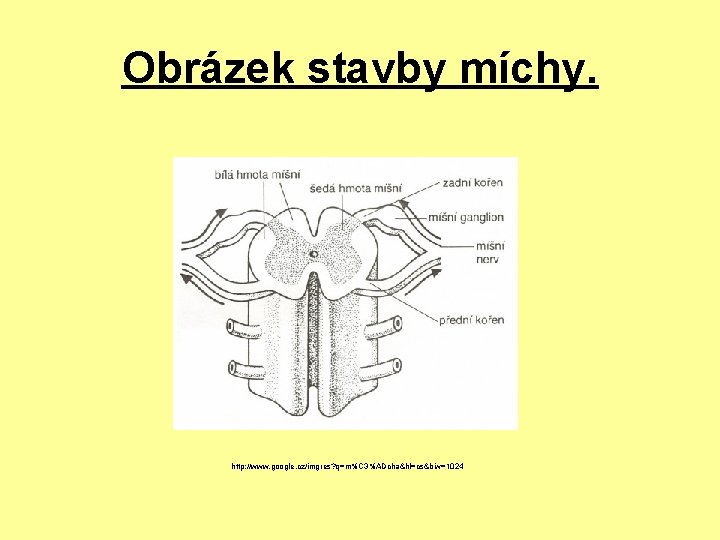 Obrázek stavby míchy. http: //www. google. cz/imgres? q=m%C 3%ADcha&hl=cs&biw=1024 