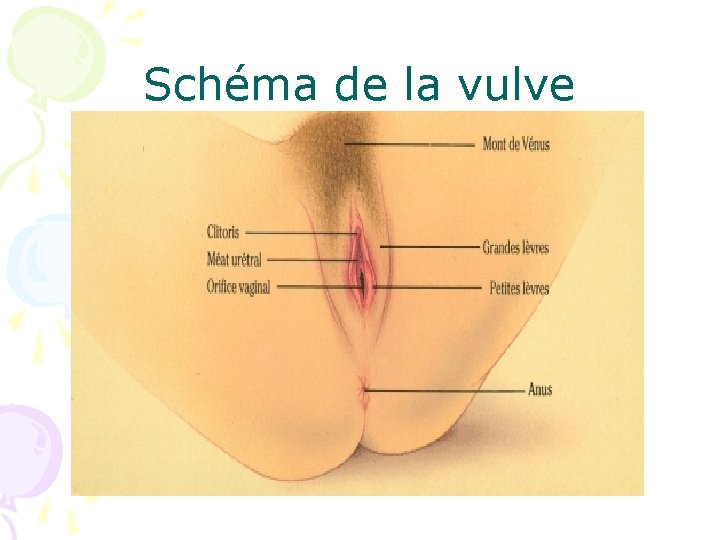 Schéma de la vulve 