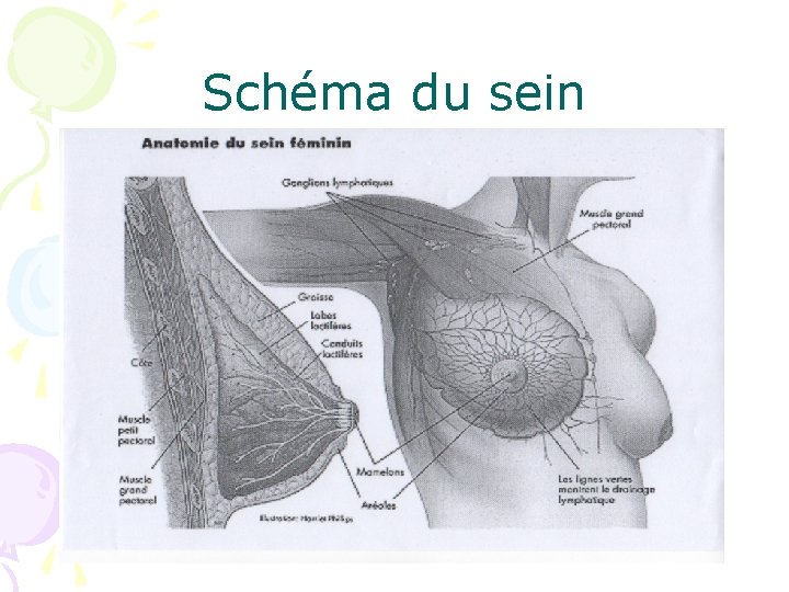 Schéma du sein 