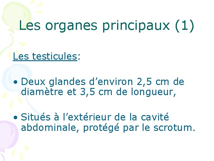 Les organes principaux (1) Les testicules: • Deux glandes d’environ 2, 5 cm de