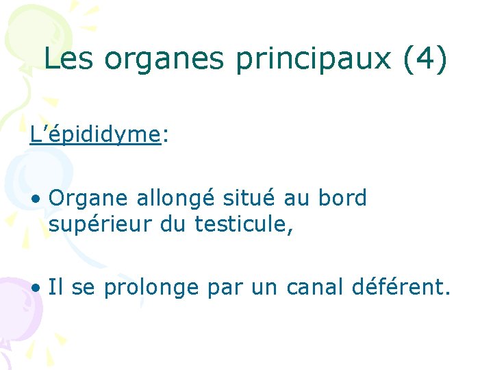 Les organes principaux (4) L’épididyme: • Organe allongé situé au bord supérieur du testicule,